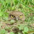 The Best Pics:  Position 37 in  - Funny  : Raubvogel im Gras