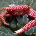 Die besten Bilder:  Position 96 in fische und meer - Rosa-Rot gepunktete Krabbe