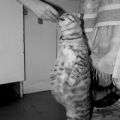 Die besten Bilder in der Kategorie katzen: Fette Katze im Stehen