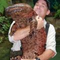 Die besten Bilder in der Kategorie reptilien: Riesen-Molch?