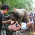 The Best Pics:  Position 126 in  - Funny  : Bär spielt mit Touristin