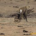 Die besten Bilder in der Kategorie tiere: Leopard kämpft mit Krokodil
