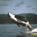 The Best Pics:  Position 40 in  - Funny  : Orka springt aus dem Wasser