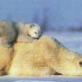 Die besten Bilder in der Kategorie tiere: Eisbären