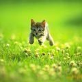 Die besten Bilder in der Kategorie katzen: Katze springt