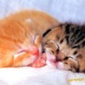 Die besten Bilder in der Kategorie katzen: 2 Katzen schlafen