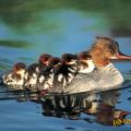 The Best Pics:  Position 26 in  - Funny  : Wasservogel-Familie