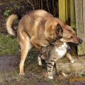 Die besten Bilder in der Kategorie tiere: Hund und Katz bei der Sache