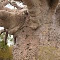 Die besten Bilder:  Position 62 in natur - Riesen Baum