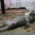 The Best Pics:  Position 38 in  - Funny  : Katze chillt