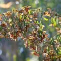 Die besten Bilder in der Kategorie insekten: Schmetterlingsbaum