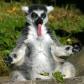The Best Pics:  Position 302 in  - Funny  : Lemur