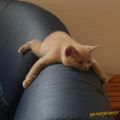 The Best Pics:  Position 51 in  - Funny  : Katze hängt ab