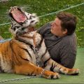 Die besten Bilder in der Kategorie tiere: Mutig, Tiger