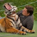 Die besten Bilder:  Position 354 in tiere - Mutig, Tiger