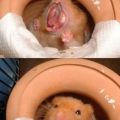 Die besten Bilder in der Kategorie tiere: Hamster brüllt