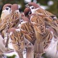 Die besten Bilder in der Kategorie tiere: Vögel-Fütterung