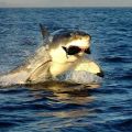 Die besten Bilder in der Kategorie fische_und_meer: Weisser Hai auf Robben-Jagd