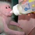 Die besten Bilder in der Kategorie tiere: Affen-Baby