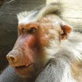 Die besten Bilder in der Kategorie tiere: Coole Affen-Frisur