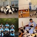 Die besten Bilder in der Kategorie tiere: Pandabären Aufzucht
