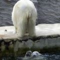 Die besten Bilder in der Kategorie tiere: Eisbär pinkelt auf Eisbär
