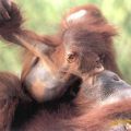 Die besten Bilder in der Kategorie tiere: Orang Utan Baby Kuss