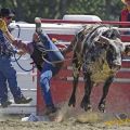 Die besten Bilder:  Position 542 in allgemein - Stier schmeisst Cowboy beim Rodeo ab