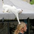 The Best Pics:  Position 35 in  - Funny  : Katze macht sich nen Spass