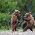 Die besten Bilder in der Kategorie tiere: Bären-junge spielen aufrecht