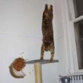 The Best Pics:  Position 37 in  - Funny  : Katze macht Handstand