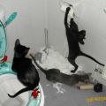Die besten Bilder in der Kategorie katzen: Katzen machen das Klo sauber