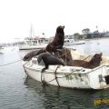 Die besten Bilder in der Kategorie tiere: Seelöwen auf Boot