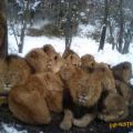 Die besten Bilder in der Kategorie tiere: Löwen kuscheln sich zusammen