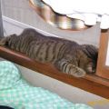 Die besten Bilder in der Kategorie katzen: Katze schläft auf Fensterbrett