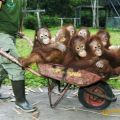 Die besten Bilder in der Kategorie tiere: Orang Utan Babies in Schubkarre