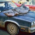 Die besten Bilder in der Kategorie unglaublich: Hai auf Auto-Motorhaube transportiert