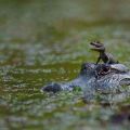 The Best Pics:  Position 20 in  - Funny  : Junges Krokodil auf Kopf von Mama