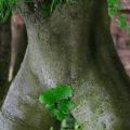 Die besten Bilder in der Kategorie natur: baum, frau