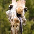 Die besten Bilder in der Kategorie tiere: Giraffe zieht Grimasse