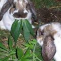 Die besten Bilder in der Kategorie tiere: Cannabis-Hasen