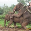 Die besten Bilder:  Position 369 in tiere - Elefanten, Spass