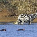 Die besten Bilder in der Kategorie tiere: Zebra, Krokodil