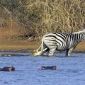 Die besten Bilder:  Position 379 in tiere - Zebra, Krokodil