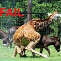 Die besten Bilder in der Kategorie tiere: Giraffe poppt Gnu