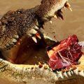 Die besten Bilder in der Kategorie reptilien: krokodil, fleisch