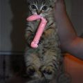 The Best Pics:  Position 82 in  - Funny  : Katze mit Wurst-Beute