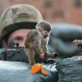 The Best Pics:  Position 343 in  - Funny  : Affe auf Waffe