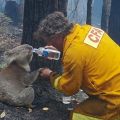 Die besten Bilder in der Kategorie tiere: Koala-Bär wird nach Waldbrand versorgt