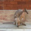 Die besten Bilder in der Kategorie tiere: Wallaby mit Riesen-Hoden(Sack, Eier, Cohones,...)